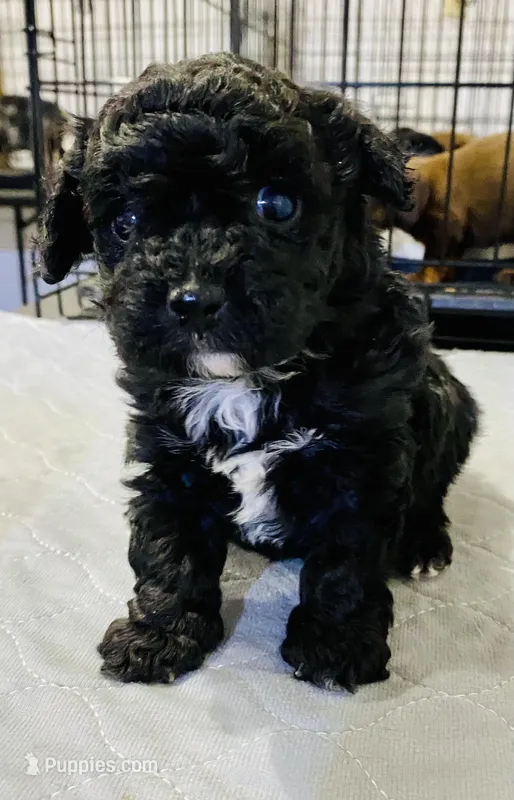 Tp girl – Poodle - Toy  puppy for sale in Ocilla, GA