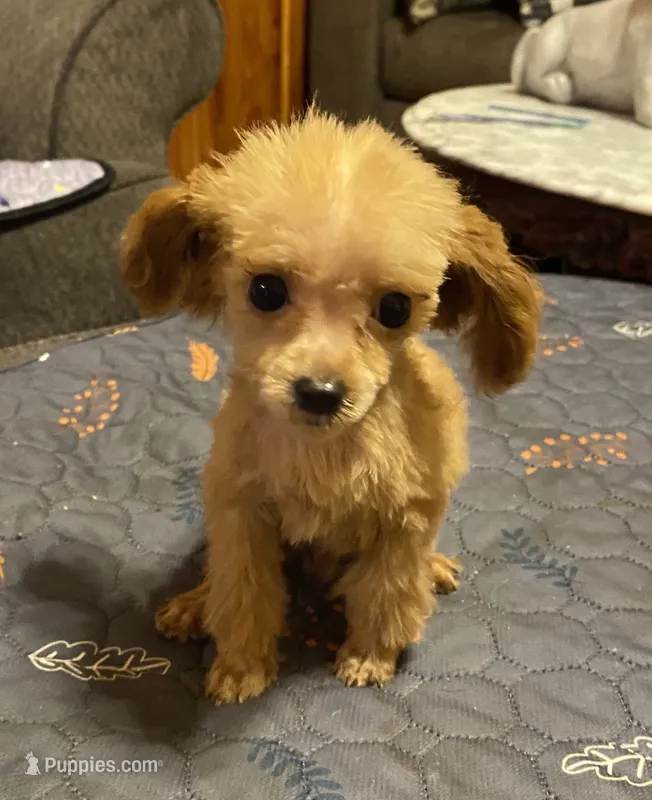 Frenchie – Poodle - Toy  puppy for sale in Ocilla, GA