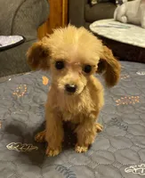 Frenchie, a male Poodle - Toy  for sale in Ocilla, GA – 1 of 5