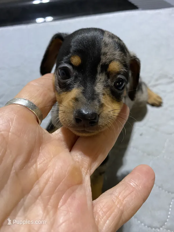 Mp girl 1 – Miniature Pinscher puppy for sale in Ocilla, GA