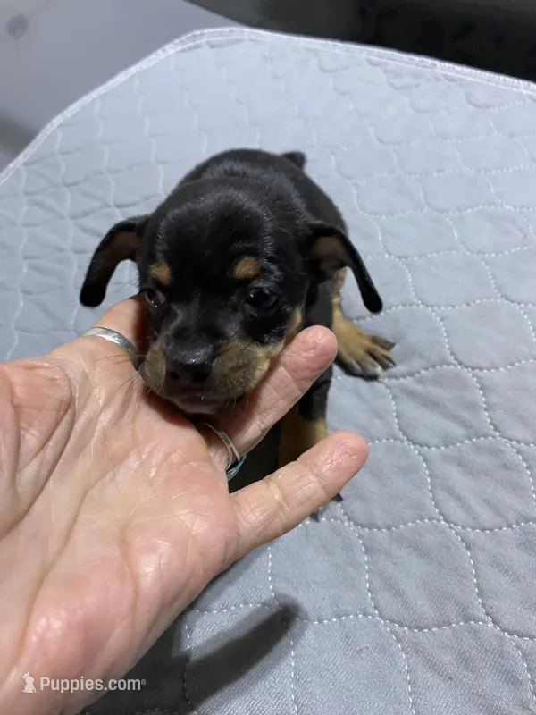 Chi boy 2 – Miniature Dachshund puppy for sale in Ocilla, GA