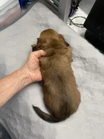 Md longhair , a male Miniature Dachshund for sale in Ocilla, GA – 2 of 4