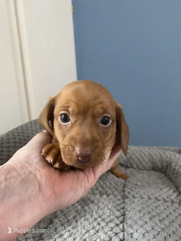 Justin, a male Miniature Dachshund for sale in Ocilla, GA – Photo 1 of 3
