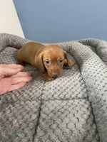 Justin, a male Miniature Dachshund for sale in Ocilla, GA – Photo 3 of 3