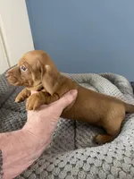 Justin, a male Miniature Dachshund for sale in Ocilla, GA – Photo 2 of 3