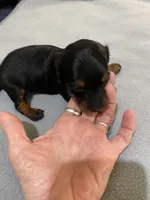 DH girl, a female Miniature Dachshund for sale in Ocilla, GA – Photo 2 of 3