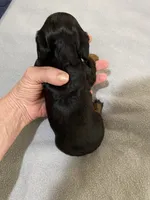 DH girl, a female Miniature Dachshund for sale in Ocilla, GA – Photo 3 of 3