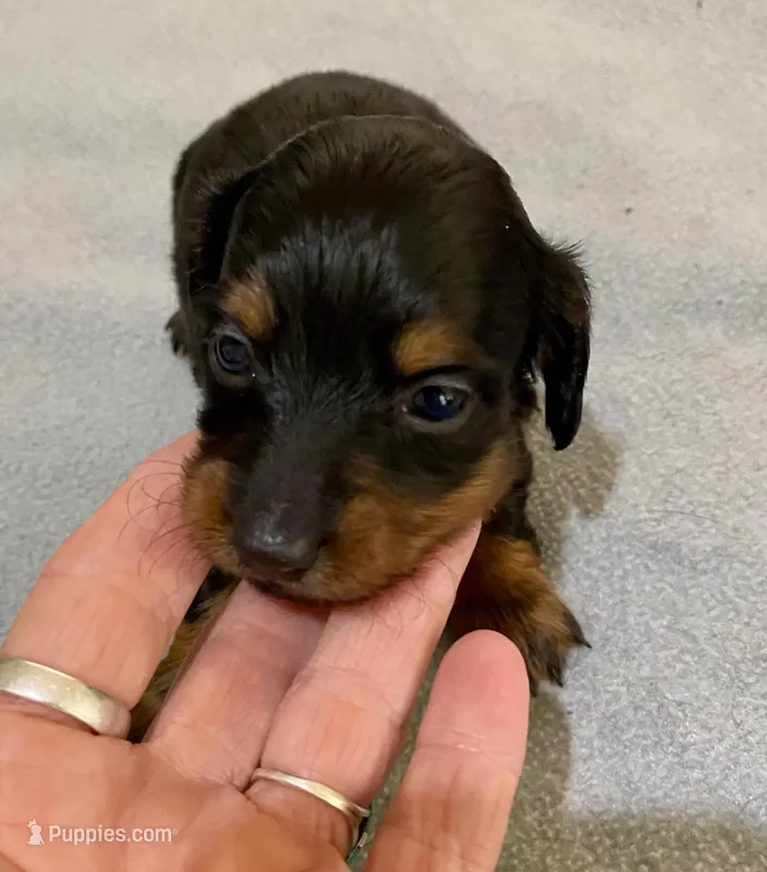 DH girl – Miniature Dachshund puppy for sale in Ocilla, GA