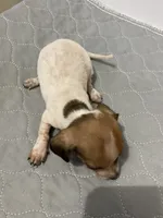 DH girl, a female Miniature Dachshund for sale in Ocilla, GA – 4 of 4