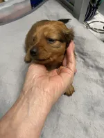 Md longhair , a male Miniature Dachshund for sale in Ocilla, GA – 3 of 4