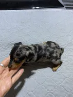 Mp girl 1, a female Miniature Pinscher for sale in Ocilla, GA – 3 of 4