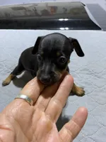 Mp boy 2, a male Miniature Pinscher for sale in Ocilla, GA – 1 of 3