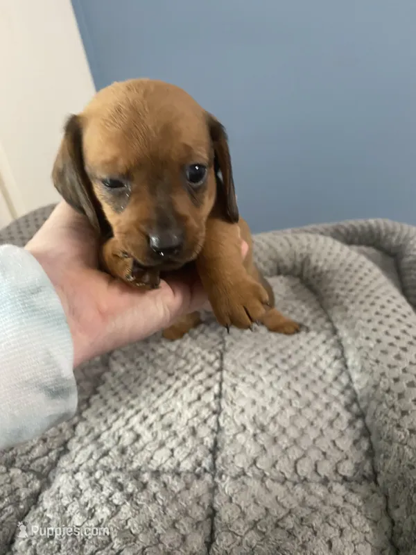 Jasper, a male Miniature Dachshund for sale in Ocilla, GA – Photo 1 of 3