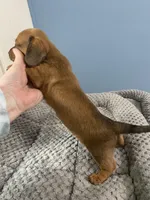 Jasper, a male Miniature Dachshund for sale in Ocilla, GA – Photo 3 of 3