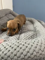 Jasper, a male Miniature Dachshund for sale in Ocilla, GA – Photo 2 of 3