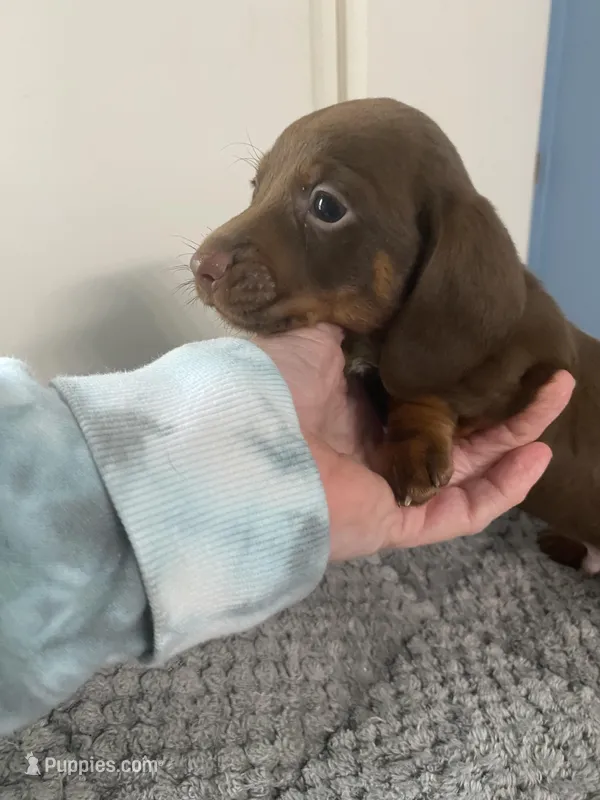Jacob, a male Miniature Dachshund for sale in Ocilla, GA – Photo 1 of 2