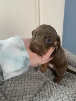 Jacob, a male Miniature Dachshund for sale in Ocilla, GA – Photo 2 of 2