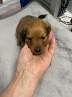 Md longhair , a male Miniature Dachshund for sale in Ocilla, GA – 1 of 4