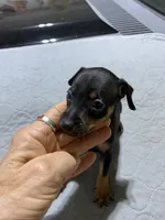 Mp boy 2, a male Miniature Pinscher for sale in Ocilla, GA – 3 of 3