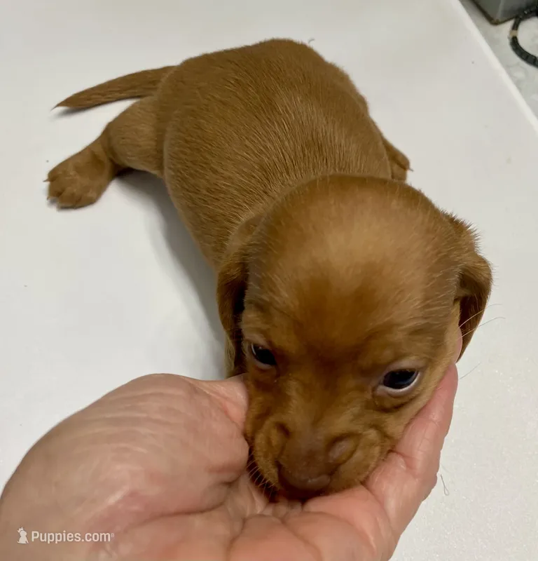 DH girl red – Miniature Dachshund puppy for sale in Ocilla, GA