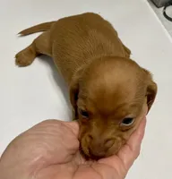 DH girl red, a female Miniature Dachshund for sale in Ocilla, GA – 1 of 4