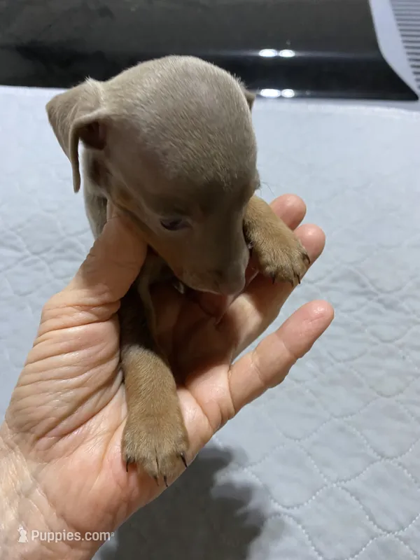 Mp girl 2, a female Miniature Pinscher for sale in Ocilla, GA – 1 of 4