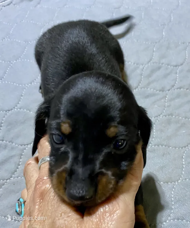 Dh boy – Miniature Dachshund puppy for sale in Ocilla, GA