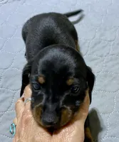 Dh boy, a male Miniature Dachshund for sale in Ocilla, GA – 1 of 3