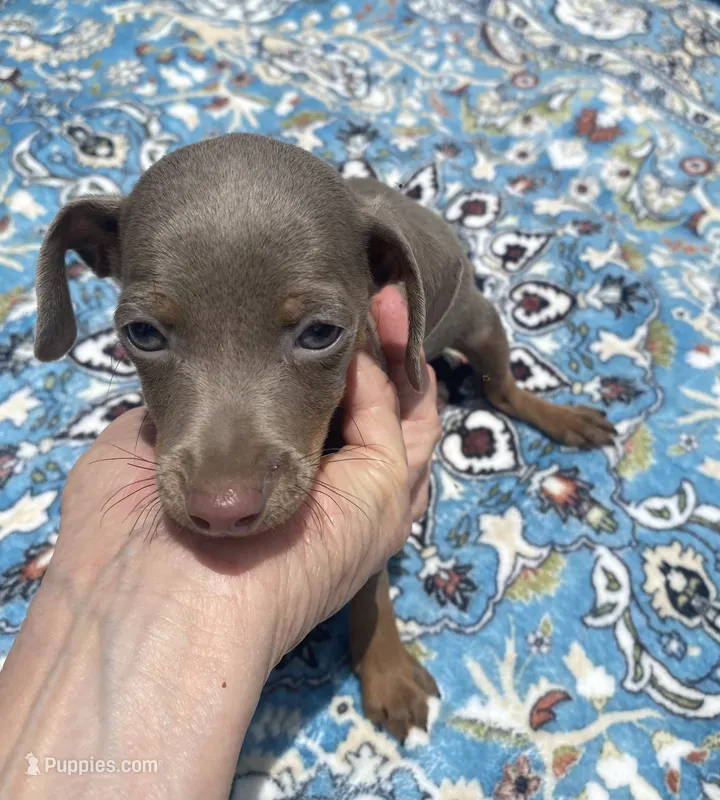 Mp girl 2 – Miniature Pinscher puppy for sale in Ocilla, GA