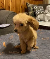 Frenchie, a male Poodle - Toy  for sale in Ocilla, GA – 5 of 5