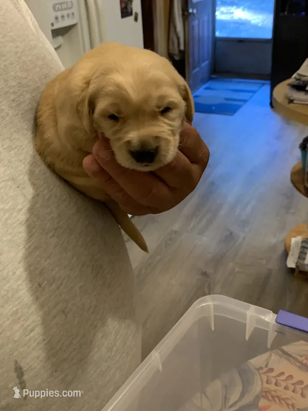 Ben – Golden Retriever puppy for sale in Boydton, VA