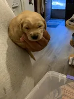 Ben, a male Golden Retriever for sale in Boydton, VA – 1 of 1