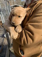 Gracie. , a female Golden Retriever for sale in Boydton, VA – Photo 2 of 4
