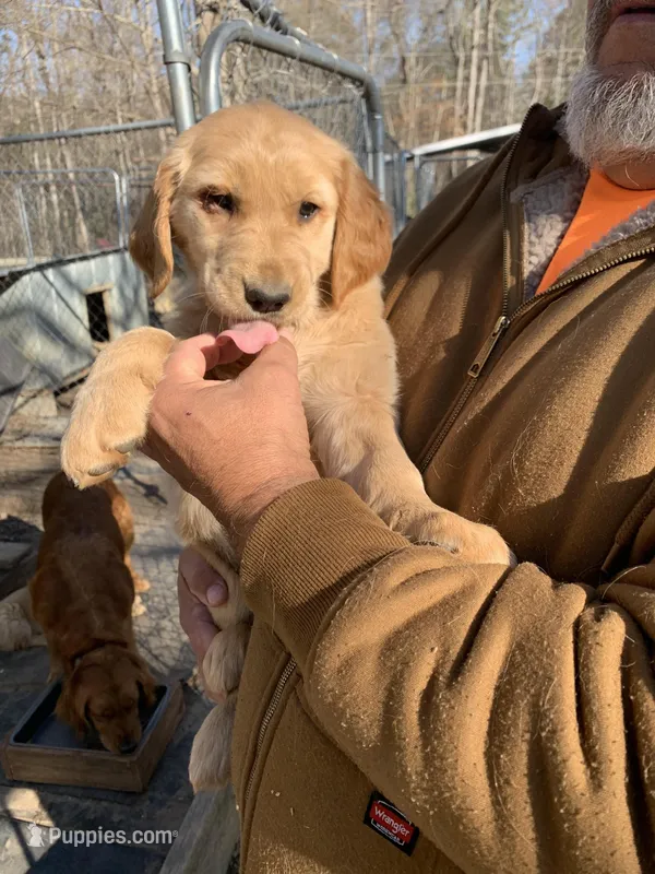Gracie. , a female Golden Retriever for sale in Boydton, VA – Photo 1 of 4