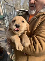 Gracie. , a female Golden Retriever for sale in Boydton, VA – Photo 4 of 4