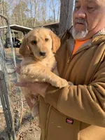 Gracie. , a female Golden Retriever for sale in Boydton, VA – Photo 3 of 4