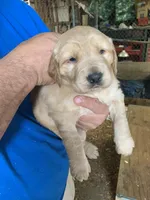 Yellowstone, a female Golden Retriever for sale in Boydton, VA – Photo 2 of 3