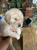 Yellowstone, a female Golden Retriever for sale in Boydton, VA – Photo 3 of 3