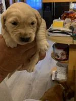 Beau, a male Golden Retriever for sale in Boydton, VA – 1 of 1