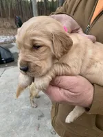 Miss Pinky, a female Golden Retriever for sale in Boydton, VA – Photo 2 of 5