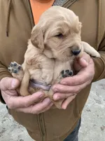 Miss Pinky, a female Golden Retriever for sale in Boydton, VA – Photo 3 of 5