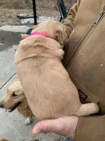 Miss Pinky, a female Golden Retriever for sale in Boydton, VA – Photo 4 of 5