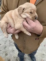 Miss Pinky, a female Golden Retriever for sale in Boydton, VA – Photo 5 of 5