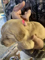 Miss Pinky, a female Golden Retriever for sale in Boydton, VA – Photo 1 of 5