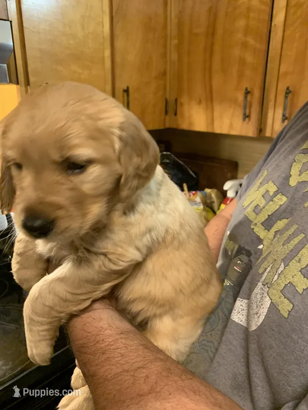 Purple Patty – Golden Retriever puppy for sale in Boydton, VA