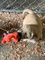Gray lady, a female Golden Retriever for sale in Boydton, VA – Photo 3 of 3