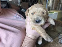Green T, a female Golden Retriever for sale in Boydton, VA – Photo 2 of 3