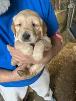 Green T, a female Golden Retriever for sale in Boydton, VA – Photo 1 of 3