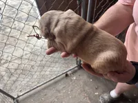 Sweet T, a female Golden Retriever for sale in Boydton, VA – Photo 2 of 3