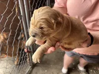 Sweet T, a female Golden Retriever for sale in Boydton, VA – Photo 1 of 3